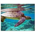 thumbnail image 1 of Turtle Ceramic Tile Mural Kitchen Backsplash Bathroom Shower, 402942-XL54, 1 of 3