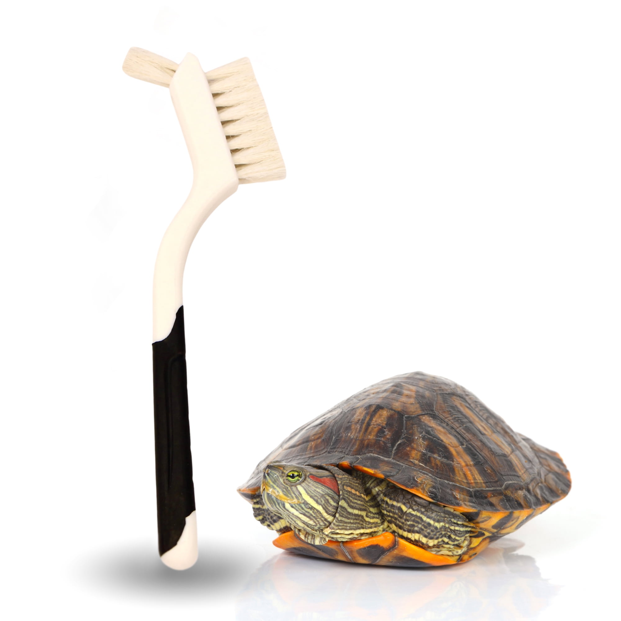Turtle Cleaning Brush Remove Aquatic Mud, Dirt, & Contaminants from ...