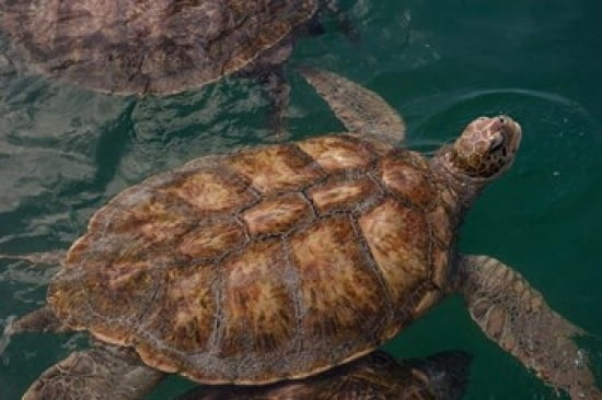 Turtle Farm Green Sea Turtle Grand Cayman Cayman Islands British West Indies Canvas Art - Lisa S Engelbrecht DanitaDelimont (36 x 24)