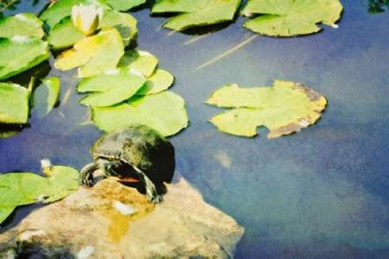 Turtle Pad Canvas Art - Roberta Murray (12 x 18)