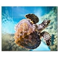 thumbnail image 1 of Turtle Photo Ceramic Tile Mural Kitchen Backsplash Bathroom Shower, 406060-M54, 1 of 3