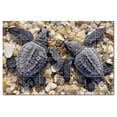 thumbnail image 1 of Turtle Photo Ceramic Tile Mural Kitchen Backsplash Bathroom Shower, 406064-M64, 1 of 3