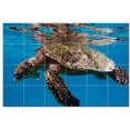 thumbnail image 1 of Turtle Photo Ceramic Tile Mural Kitchen Backsplash Bathroom Shower, 406070-M64, 1 of 3
