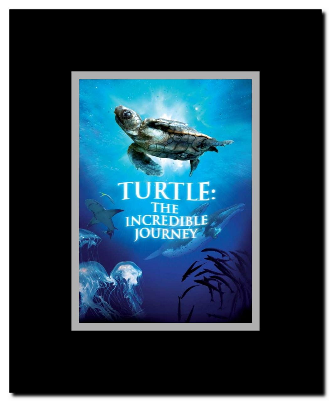 Turtle: The Incredible Journey Framed Movie Poster