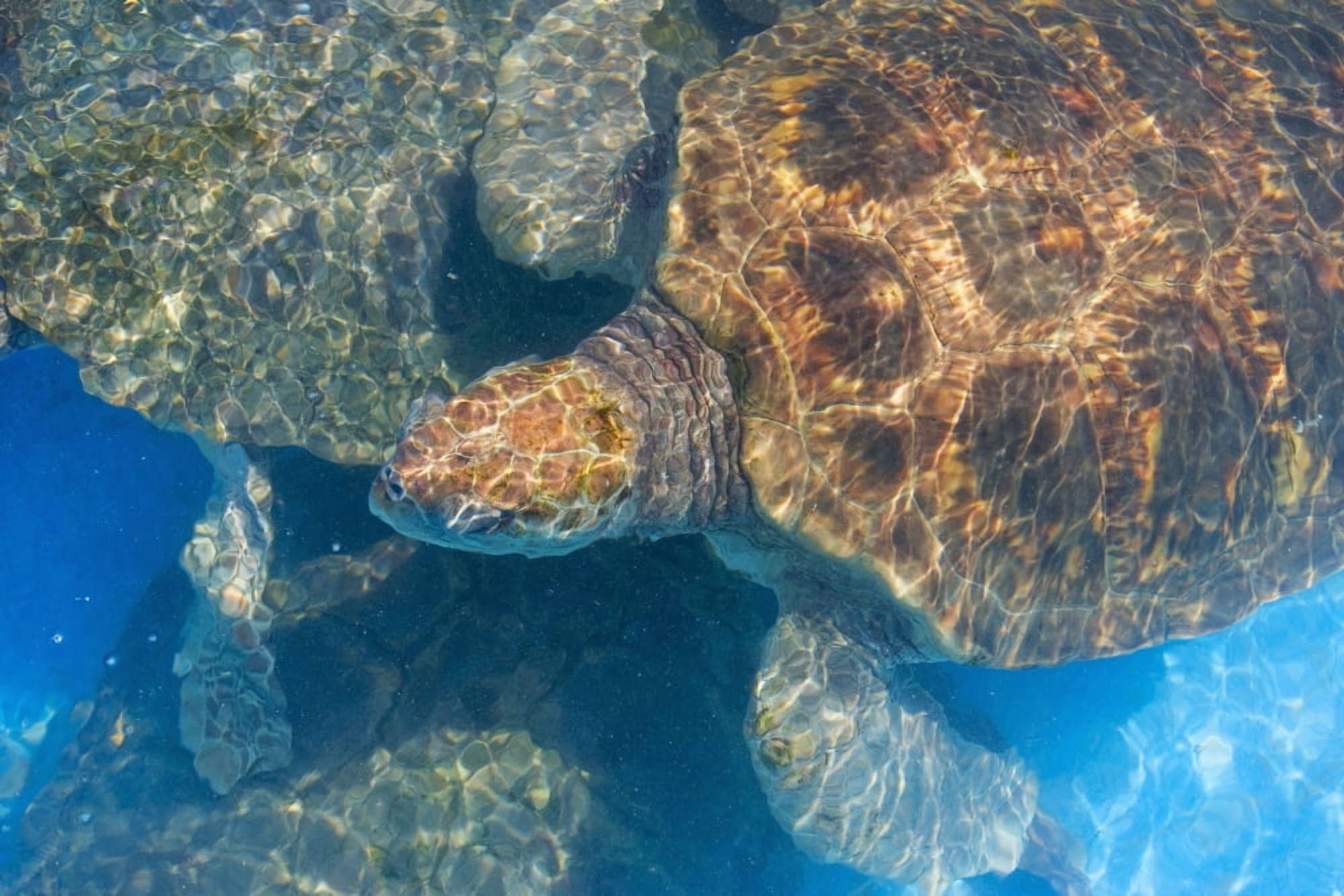 Turtle UnderwaterHigh Angle View Projeto Tamar Turtle ProjectPraia Do ForteBahiaBrazil Canvas Art - Jon Spaull Design Pics (19 x 12)