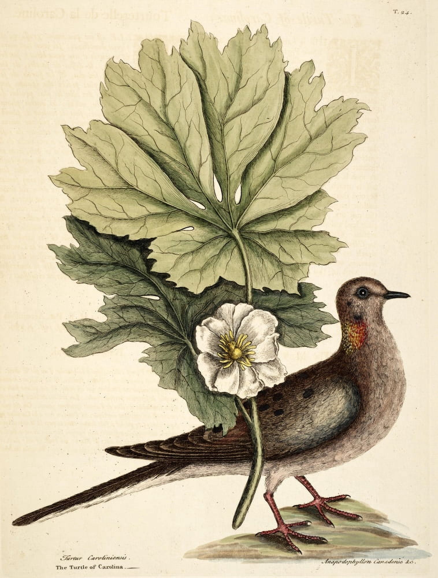 Turtle dove Canvas Art - Mark Catesby (18 x 24)