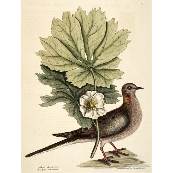 Turtle dove Canvas Art - Mark Catesby (18 x 24)