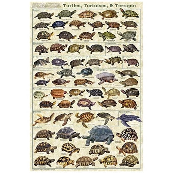 Turtles, Tortoises, & Terrapin Educational Science Animal Chart Print Poster 24x36 by Picture Peddler