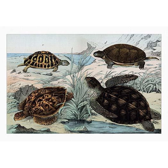 Turtles and Tortoises- Fine Art Canvas Print (20" x 30")