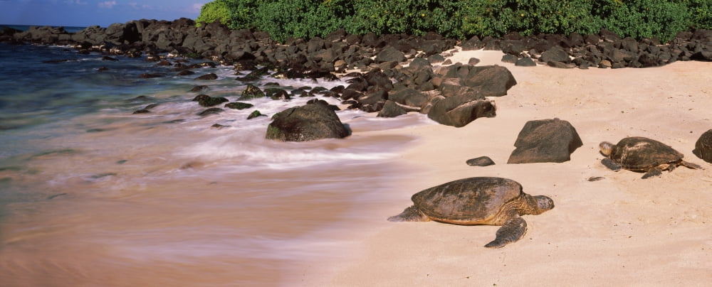 Turtles on the beach Oahu Hawaii USA Canvas Art - Panoramic Images (27 x 9)