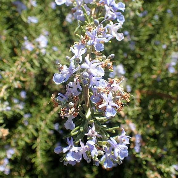 Tuscan Blue Rosemary - 1 Gallon Pot, Live Evergreen Shrub, Full Sun