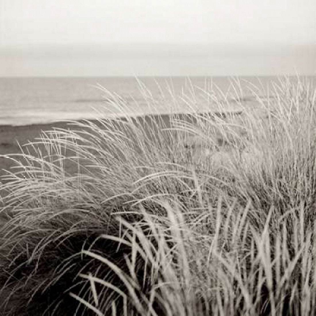 Tuscan Coast Dunes - 2 Canvas Art - Alan Blaustein (24 x 24)