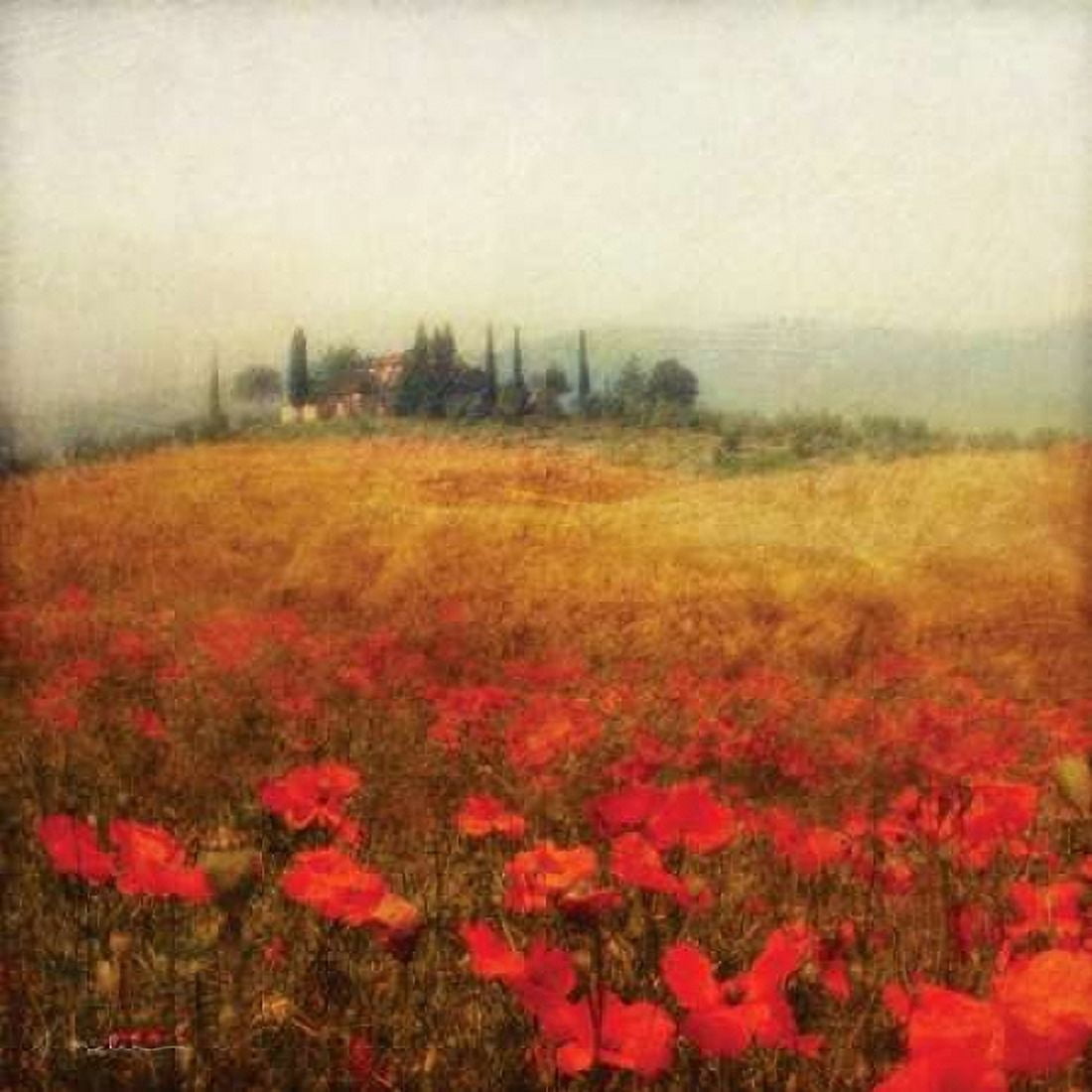 Tuscan Poppies Canvas Art - Amy Melious (24 x 24)