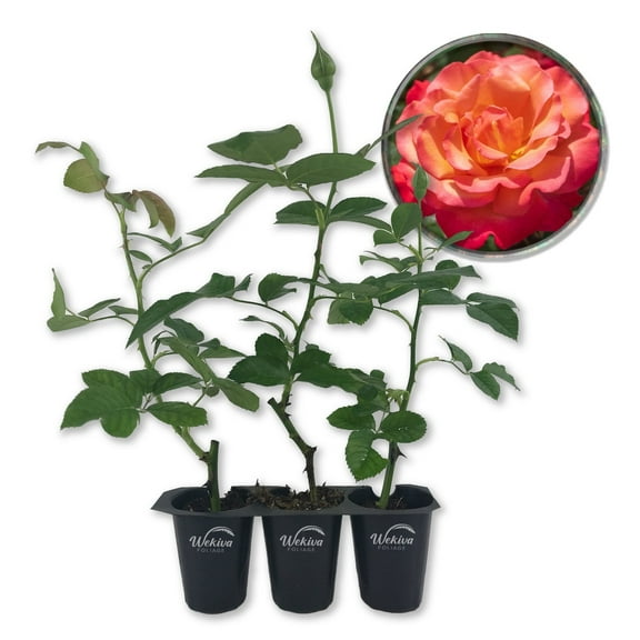 Tuscan Sun Rose Bush - 3 Live Starter Plants in 2 Inch Pots - Beautifully Fragrant Heirloom Rose from Florida - A Versatile Beauty with a Rich Fragrance