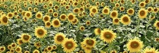 Tuscan Sunflower Pano - 1 Canvas Art - Alan Blaustein (8 x 24)