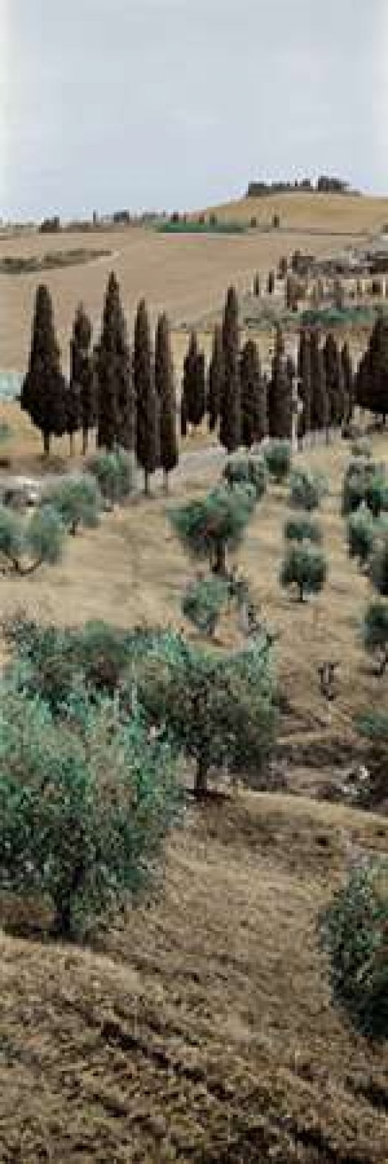 Tuscany - 13 Canvas Art - Alan Blaustein (8 x 24)