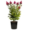 thumbnail image 1 of Expert Gardener Tuscarora Crape Myrtle Live Tree in 7-Gallon Grower Pot, 1 of 11
