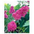 Tuscarora Crepe Myrtle Trees Quart Containers FIBROUS ROOT SYSTEM