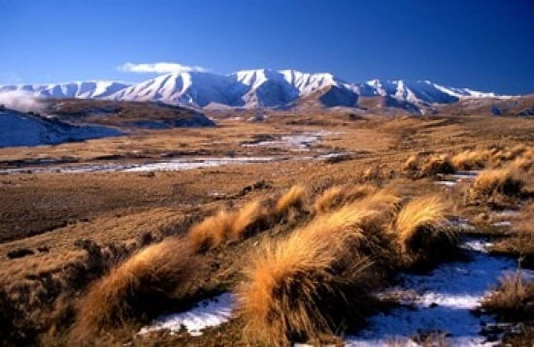 Tussocks and Hawkdun Range Central Otago New Zealand Canvas Art - David Wall DanitaDelimont (18 x 12)