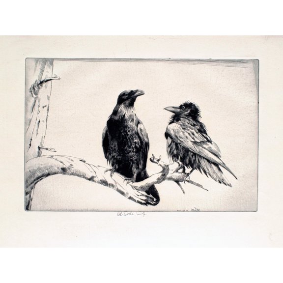 Tuttle Northern Ravens Mount Huron Extra Large XL Wall Art Poster Print