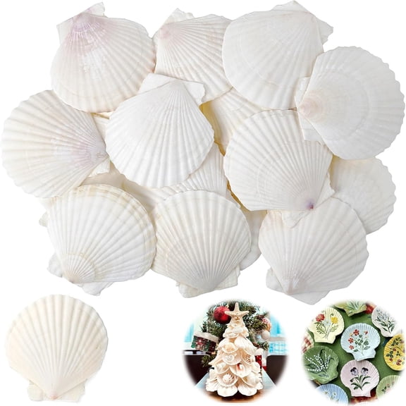 Tutuviw 10PCS Scallop Shells for Crafts 3.9''-4.7'' White Natural Large Shells Decoration for DIY Craft Painting, Baking and Beach, Wedding Party Decoration, Fish Tank and Vase Filler