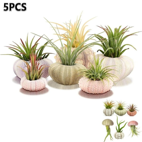Tutuviw 5 Pcs Mini Sea Urchin Shell Air Plant Holders,Decorative Hanging Air Plant Pot, Tillandsia Succulent Display Container for Home Gardening Gifts Beach Theme Party Decors, No Plants