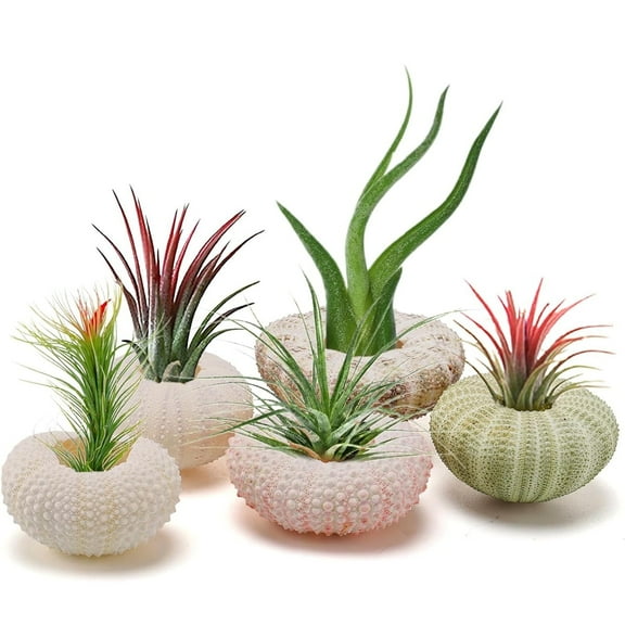Tutuviw 5 Pcs Sea Urchins Seashells with Varieties of Tillandsia Gift Set (5 Pack), Air Plant Holders, Sea Urchin Air Plant Display, Decorative Airplant Pots Tabletop Display Containers