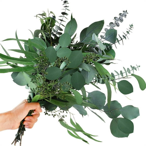 Tutuviw Eucalyptus Stems: Mixed Dried Eucalyptus Bundle,16Pcs Natural Eucalyptus Garland Greenery Plant,Silver Dollar Leaves Bundle for Wedding Bouquet Shower Hanging Home Spring Decoration