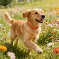 thumbnail image 1 of Tuvgenk Dog Pet Insect Repellent Collar Multi Pest Resistance Adjustable Waterproof Skin Friendly Long Lasting Guard for Daily Indoor Outdoor Wear, 1 of 6