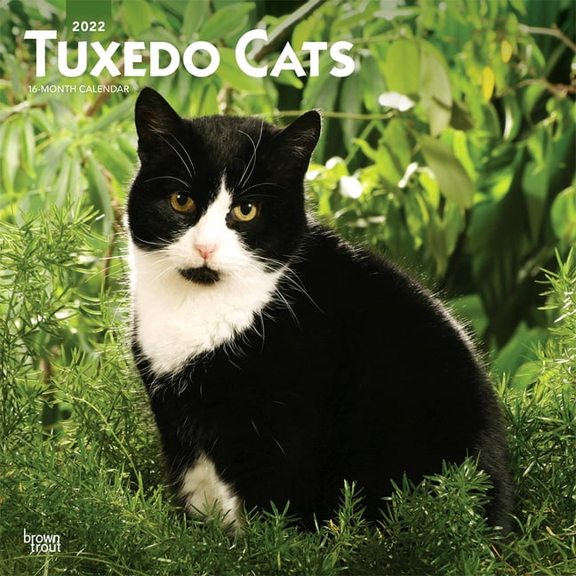 Tuxedo Cats 2022 Square (Other) - Walmart.com