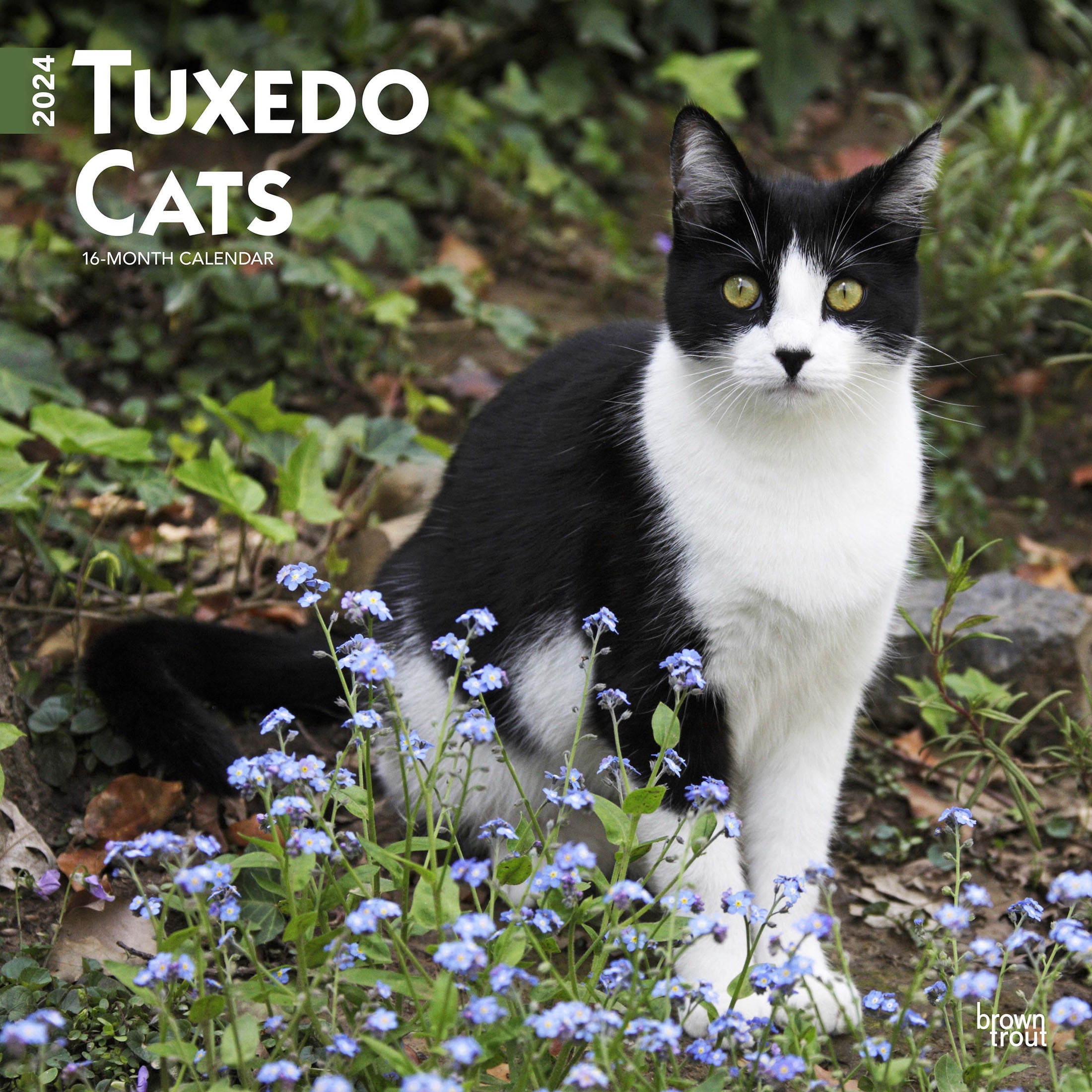 Tuxedo Cats 2024 12x24" (Hanging) Square Wall Calendar BrownTrout