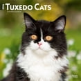 thumbnail image 1 of Tuxedo Cats | 2026 12x24" (Hanging) Wall Calendar | Plastic-Free | BrownTrout, 1 of 9