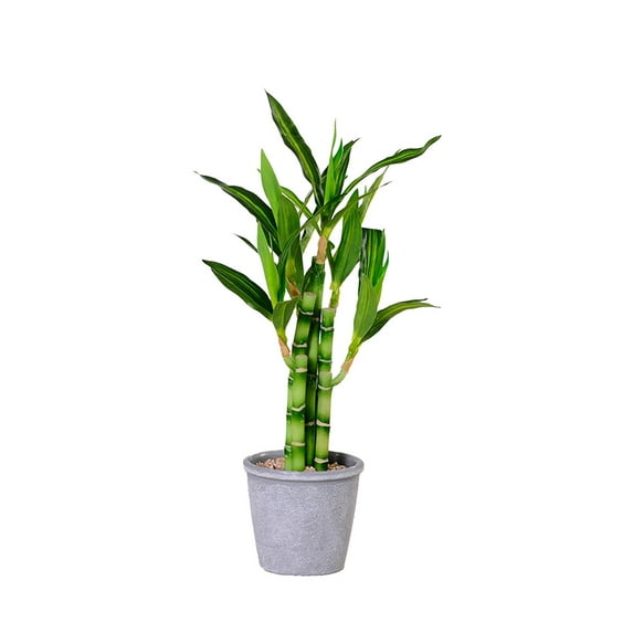 Twfbrm Artificial Bamboo Tree Decor, 18 inch Realistic Plastic Lucky Bamboo Plants in Terracotta Pot, UV Resistant Decorative Greenery Bonsai Faux Potted Plants Indoor for Home Office Desk Shelf