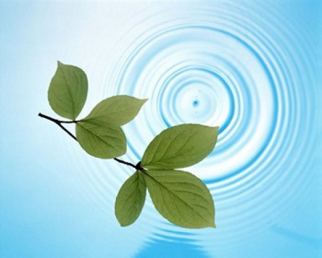 Twig with green leaves above perfect water circles Canvas Art - Panoramic Images (16 x 13)