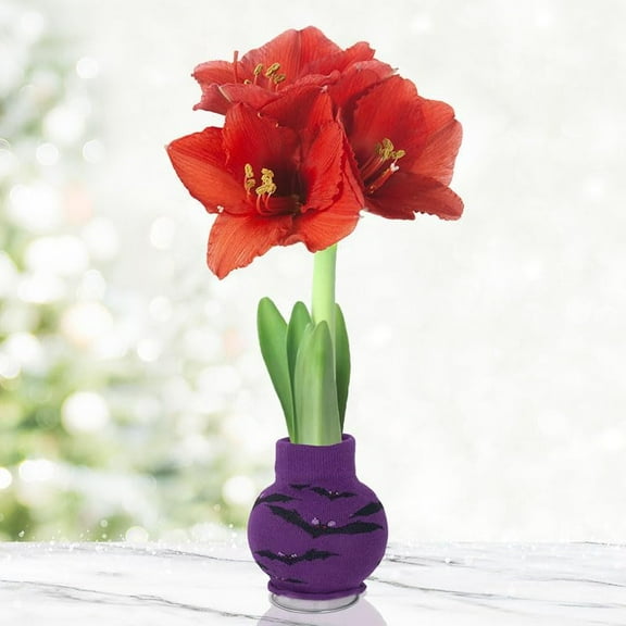 Twilight Blooms Sweater Amaryllis Bulb  Halloween Bat Sweater Plant  Easy Indoor Growing, No Soil or Water Needed  Red Amaryllis Flowers Bloom in 48 Weeks