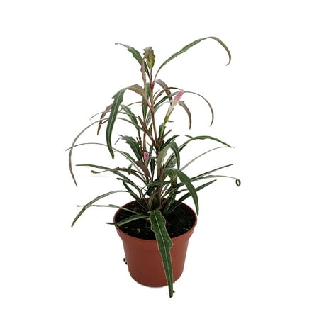 Twilight Orchid Plant - Pseuderanthemum sinuatum - 2.5" Pot - Easy House Plant