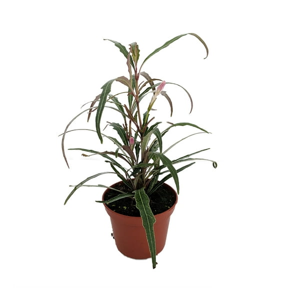 Twilight Orchid Plant - Pseuderanthemum sinuatum -  2.5" Pot - Easy House Plant