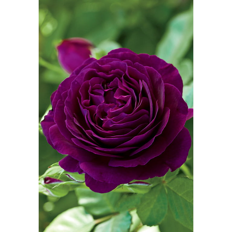 Twilight Zone® Grandiflora Rose Bush - Bareroot
