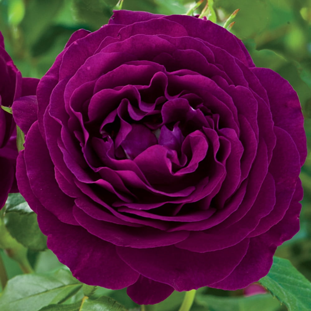 Twilight Zone Grandiflora Rose by Heirloom Roses - Fragrant Purple Rose ...