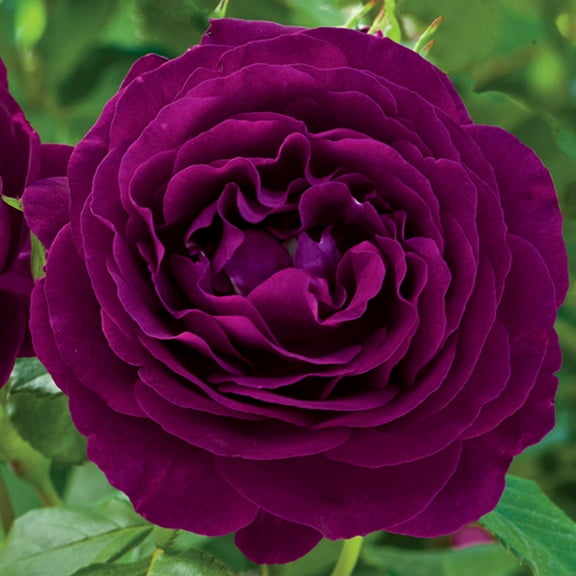 Twilight Zone Grandiflora Rose by Heirloom Roses - Fragrant Purple Rose Bush , Live Plants Outdoor