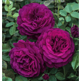 thumbnail image 1 of Twilight Zone Purple Rose Plant Live for Planting - Grandiflora Roses Live Plant - Heirloom Rose Plant for Garden 4 to 7 Inch Tall, 1 of 6