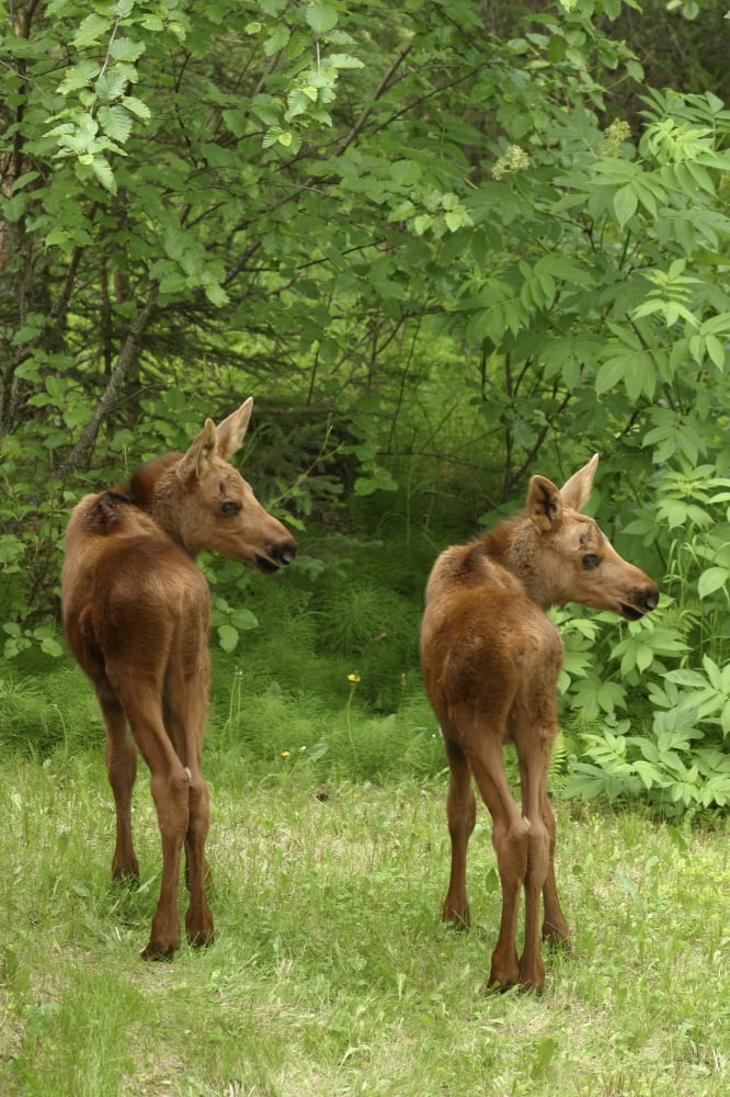 Twin Moose Calves 2-3 Weeks Old In Backyard Sc Ak Summer Anchorage Canvas Art - John Delapp Design Pics (11 x 17)