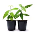thumbnail image 1 of Twin-PK Live Young Wintersweet Trees in 4-in Pots, Chimonanthus praecox – Winter Blooming Tree, Fragrant Flowers, Garden Ornamentation, 1 of 6