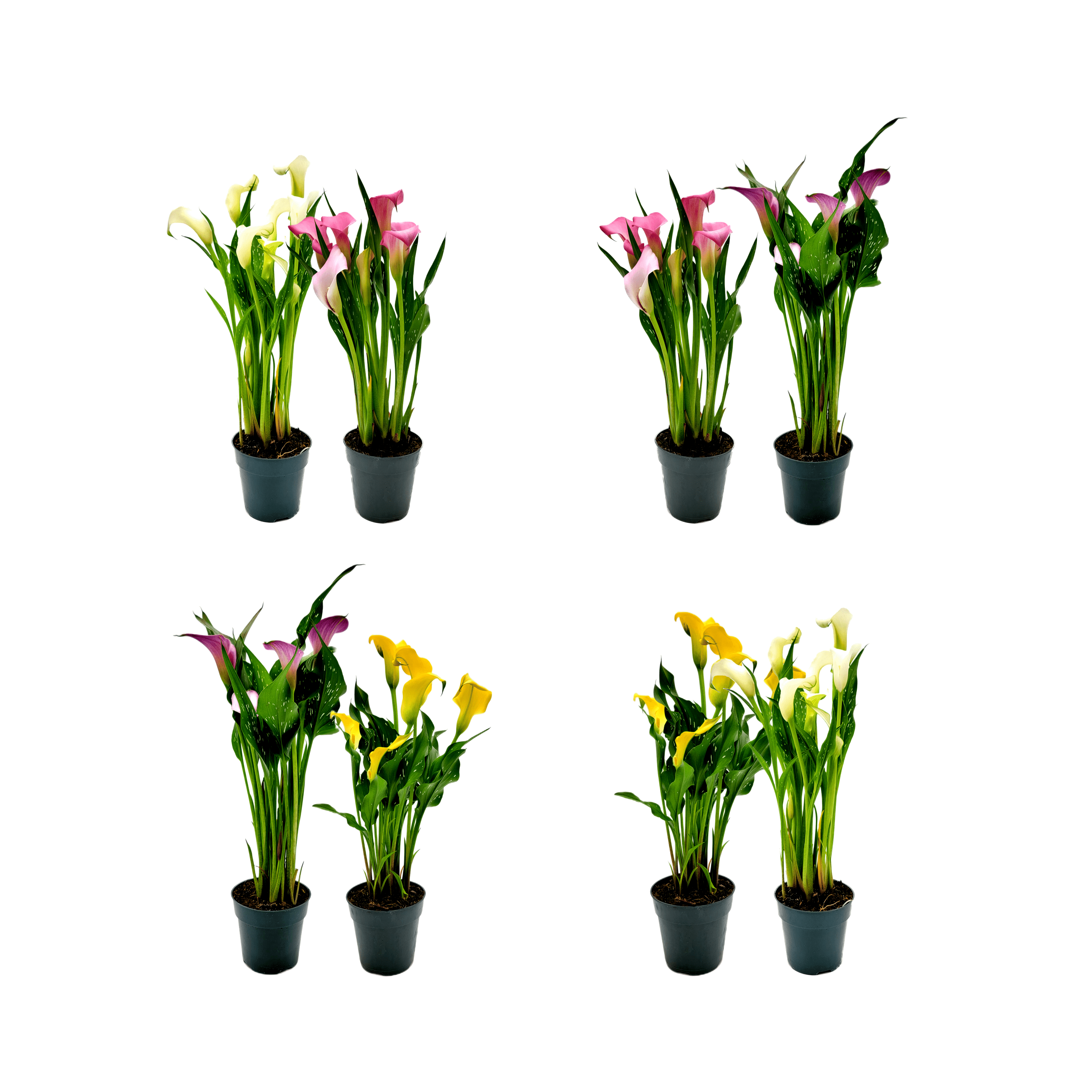 Wonderland Flora Calla Lily Live Plants in 4" Pots (4 Count)