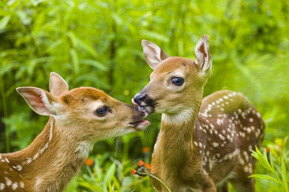 Twin White-Tailed Deer Fawns Nuzzling Together In Meadow Minnesota Spring Captive Canvas Art - Michael DeYoung Design Pics (17 x 11)