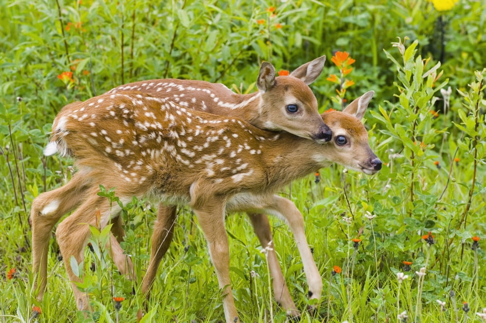 Twin White-Tailed Deer Fawns Nuzzling Together In Meadow Minnesota Spring Captive Canvas Art - Michael DeYoung Design Pics (19 x 12)