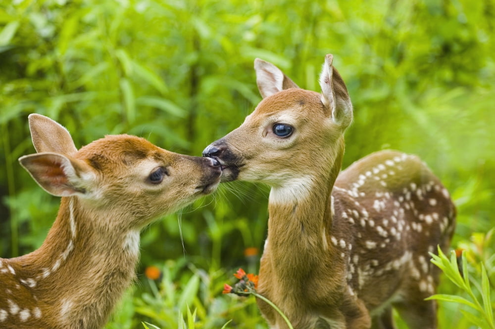 Twin White-Tailed Deer Fawns Nuzzling Together In Meadow Minnesota Spring Captive Canvas Art - Michael DeYoung Design Pics (38 x 24)