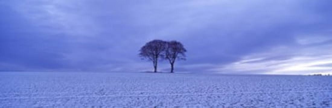 Twin trees in a snow covered landscape Warter Wold Warter East Yorkshire England Canvas Art - Panoramic Images (18 x 6)