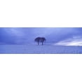 thumbnail image 1 of Twin trees in a snow covered landscape, Warter Wold, Warter, East Yorkshire, England Poster Print (18 x 6), 1 of 1