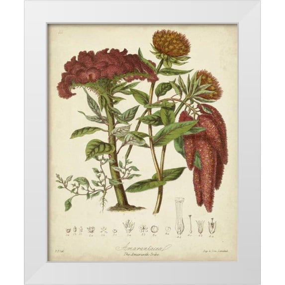 Twining, Elizabeth 20x24 White Modern Wood Framed Museum Art Print Titled - Twining Botanicals II